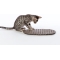 Comfort - Mattress for Cats and Dogs Size XS Breathable Washable Anti-Odor Dove Grey 38x23x1.6h cm