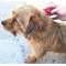 Fiprex duo L - 1 Pipette for Dogs 2-10 kg against Fleas, Ticks and Lice with 2.68 ml of Fipronil