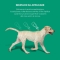 Exspot - 6 Pipettes of 2 ml Spot-On Antiparasitic for Dogs