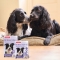 No Stress Spot On for Dogs Calming Anti-Stress with Valerian Prolonged Action 3 pipettes