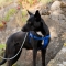 Daytona Extra Large Blue - Adjustable Padded Nylon Dog Harness