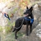 Daytona Extra Large Blue - Adjustable Padded Nylon Dog Harness