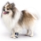Splint - Rigid Orthopedic Brace for Carpal and Tarsal Joints in Dogs, Size L