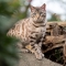 Flyblock - Protective Spray Solution for Cats 150 ml