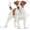 Mini Adult - Complete food for small breed adult dogs 800g