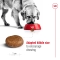 Maxi Adult 5 più - Dry food for adult dogs of large breeds, 4 kg