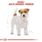 Jack Russell Terrier - Complete food for adult dogs 1.5 kg