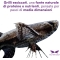 Dried Medium Crickets for Tropical Fish 3 gr