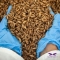 Dried Medium Crickets for Tropical Fish 3 gr