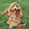 Puppy Teething Keys - Chewable Puppy Teething Keys, Bacon Flavor, Medium