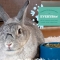 Young Rabbit - Complete feed for young rabbits 2.27 kg