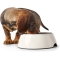 White Melamine Pet Bowl 350ml