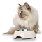 White Melamine Pet Bowl 350ml