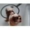 Comfort Wash 360 - Dog washing system for small dogs